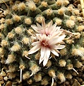 Turbinicarpus_bonatzii_MZ587_15y