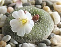 Blossfeldia_liliputana_P246_10y