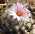 Turbinicarpus_laui_CH648_8y