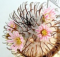 Mammillaria_perezdelarosae_RS811_9y