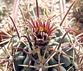 Glandulicactus_mathssonii_SB1449_14y
