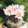 Gymnocalycium stellatum v. kleinianum