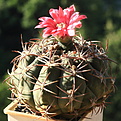 Gymnocalycium carminanthum STO89-259-1