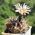 Gymnocalycium bodenbenderianum ssp. piltziorum P 38 Arg., Sierra de Velasco 1200 m