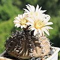 Gymnocalycium stellatum ssp. occultum HT 95-183 nordlich der Stadt, bei Sender, Catmarca