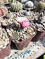 gymnocalycium bruchii