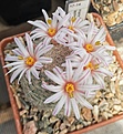 Mammillaria lenta